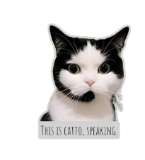 Catto Speaking